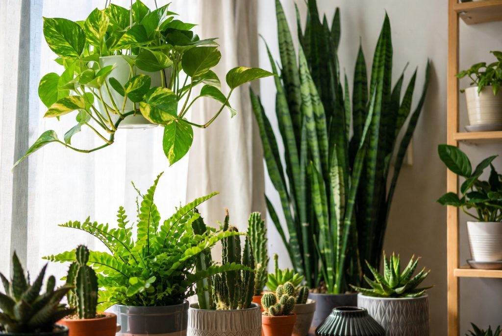 Las plantas de interior más fáciles de cuidar en Lima